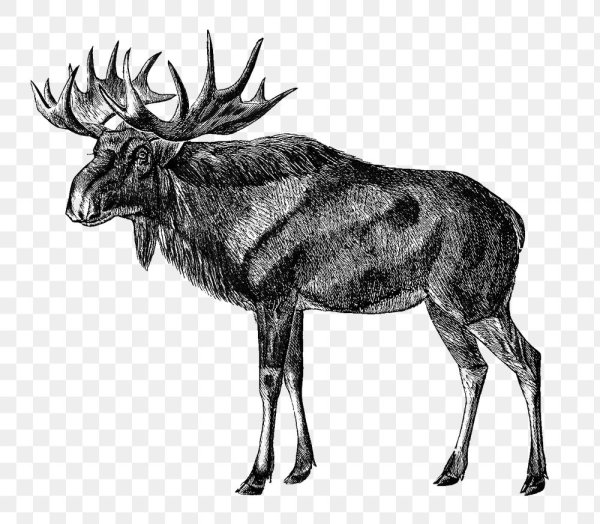 Лось вектор