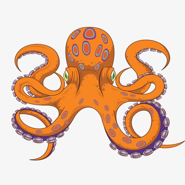 Осьминог вид сверху
