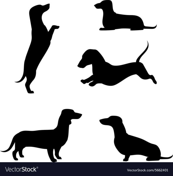 Такса вектор