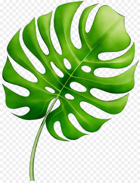 Лист монстеры