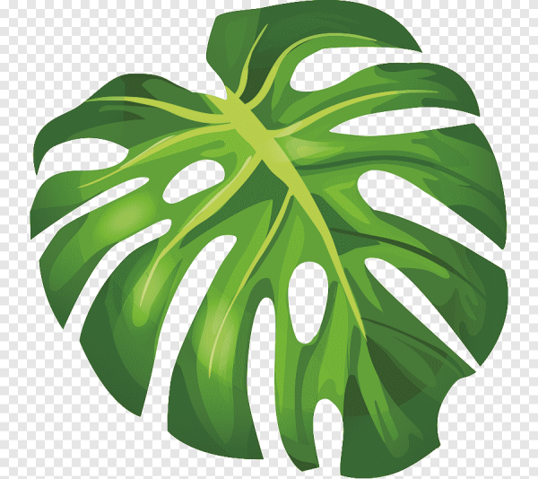 Monstera вектор