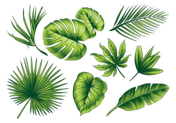 Пальмовые листья вектор
