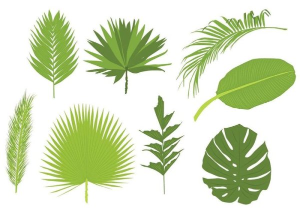 Tropical leaves вектор