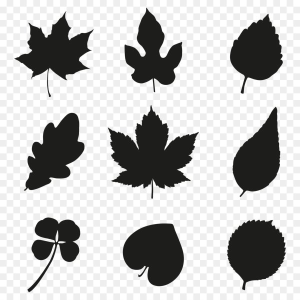 Силуэты листьев деревьев