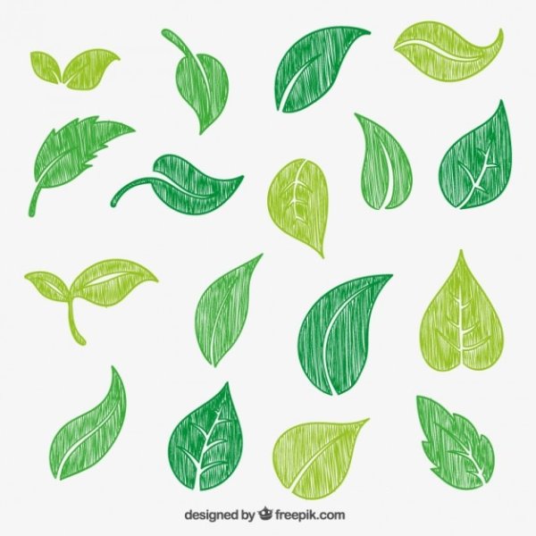 Листья вектор