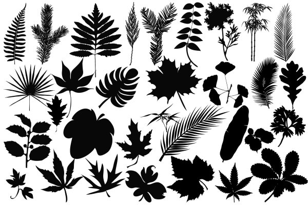 Силуэт листьев