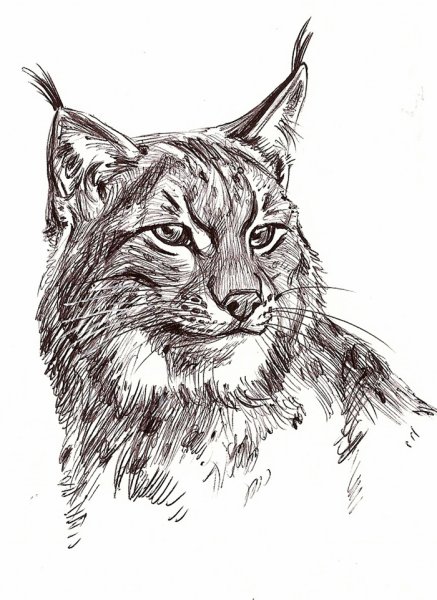 Рысь набросок