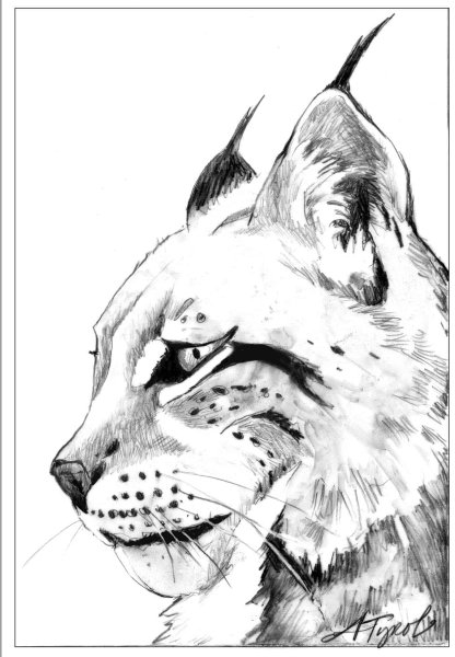 Рысь эскиз