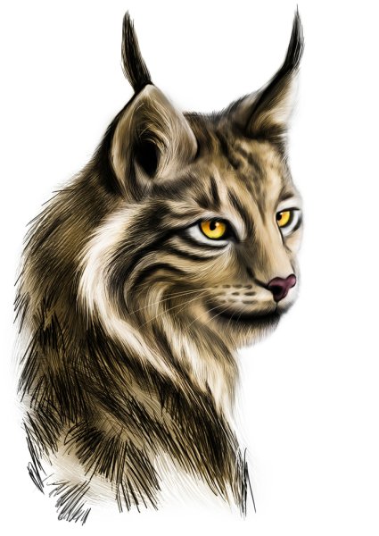 Рысь рисунок