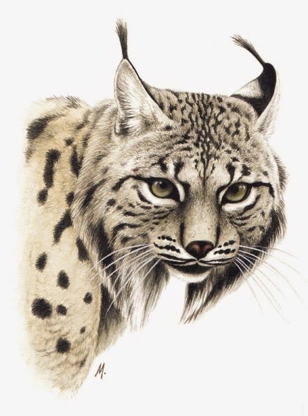 Рысь набросок