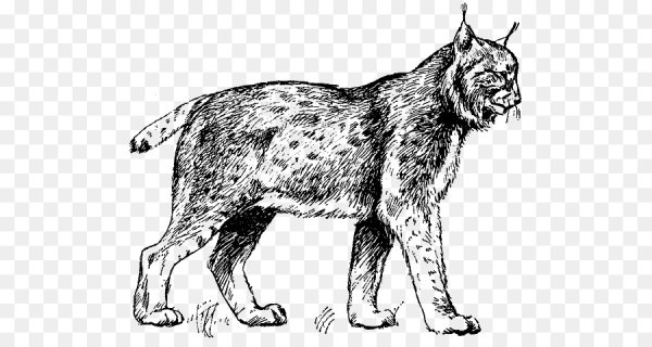 Рысь для детей черно белые