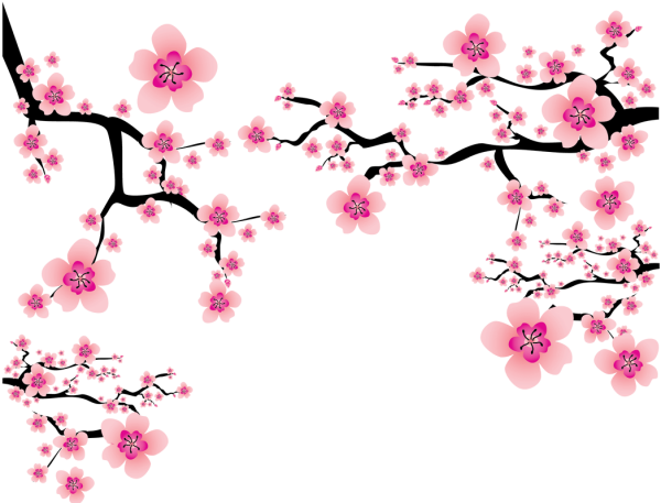 Сакура рисунок