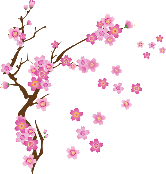 Ветка Сакуры на белом фоне