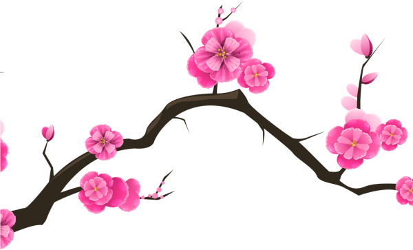 Ветка Сакуры на белом фоне