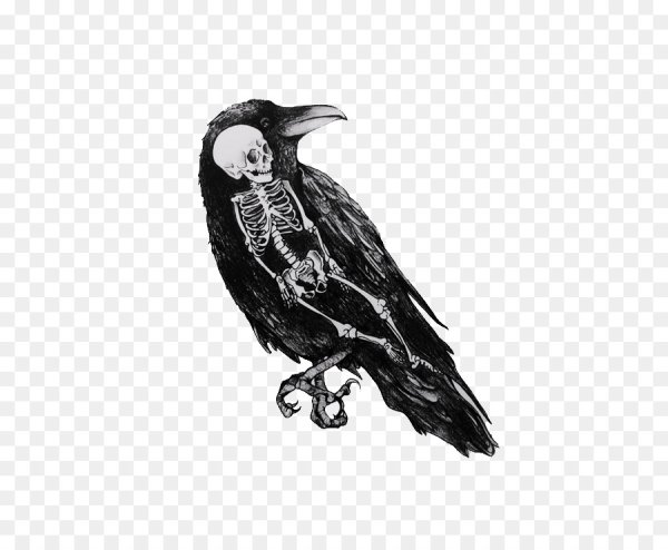 Ворон черно белый