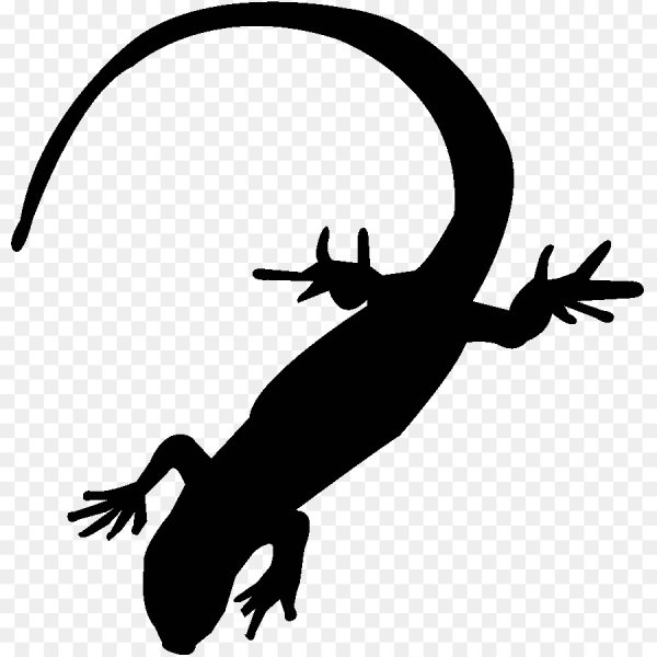 Саламандер белый ящерица