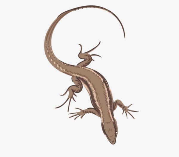 Ящерица ползет вверх