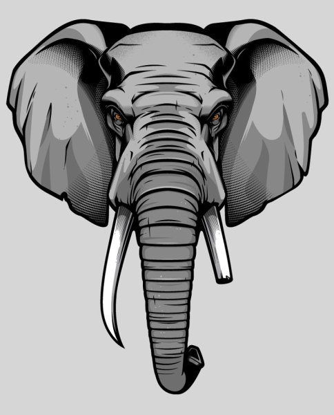 Голова слона вектор