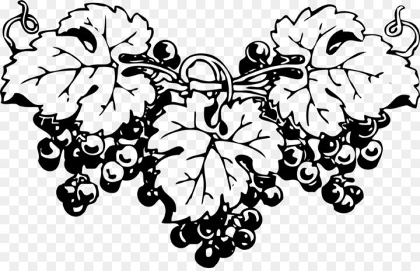 Виноградная лоза гравюра