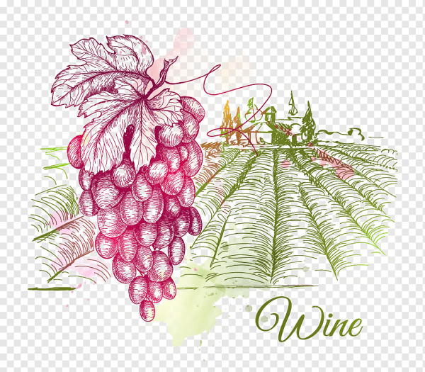 Вино лоза Виноградная акварель