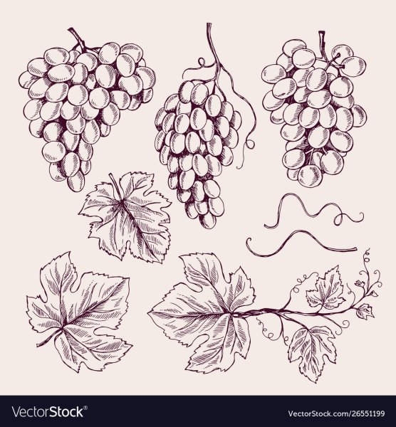 Графический узор виноград