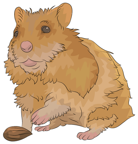 Хомячок клипарт