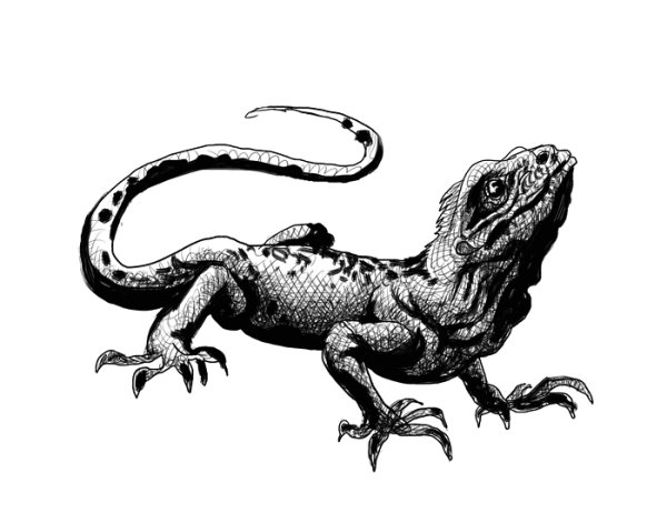 Зарисовка ящерицы