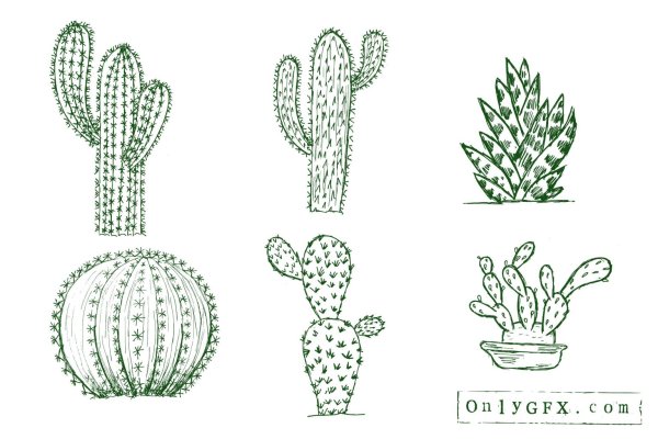 Кактус линиями