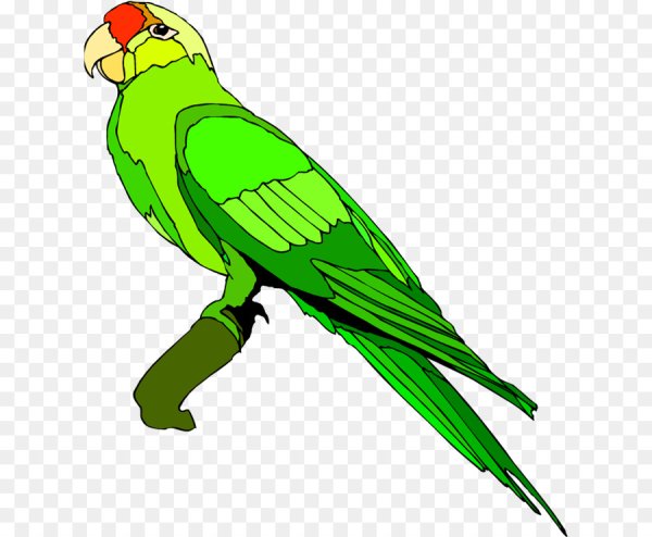 Попугай в векторной графике