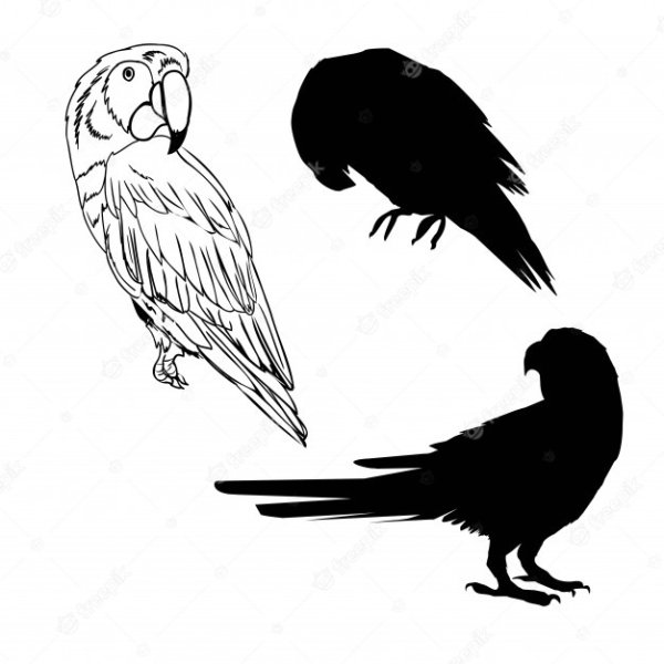 Наброски попугаев