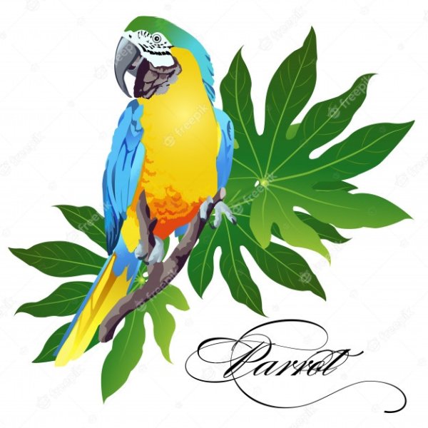 Какаду на белом фоне