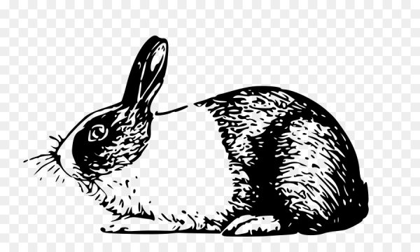 Заяц черно белый