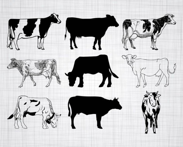 Корова обозначение