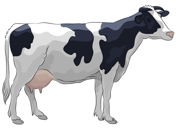 Корова векторное изображение