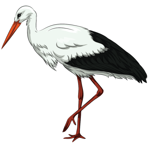 Аист на белом фоне