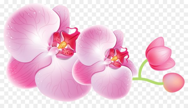 Орхидея 512x512