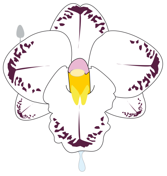 Орхидеи Векторная Графика