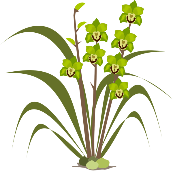 Трафарет орхидеи