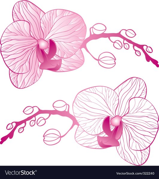Цветы орхидеи вектор