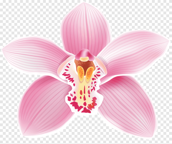 Орхидея силуэт