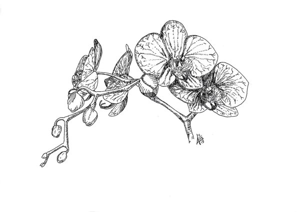 Орхидея контур