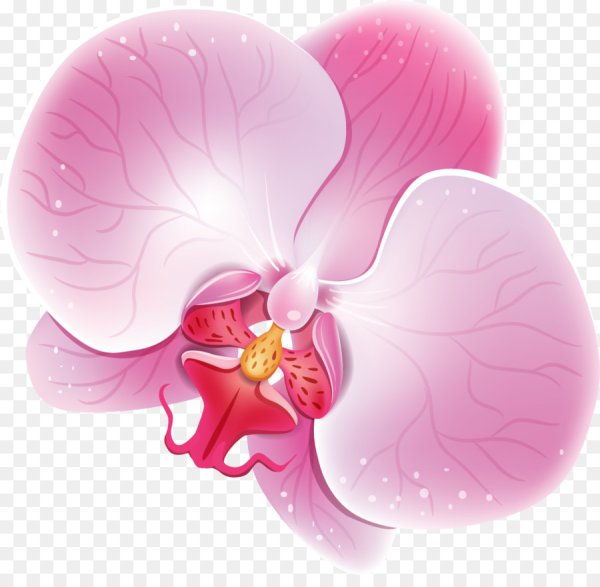 Векторная Орхидея