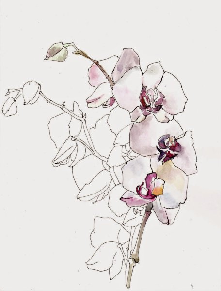 Орхидея стилизация