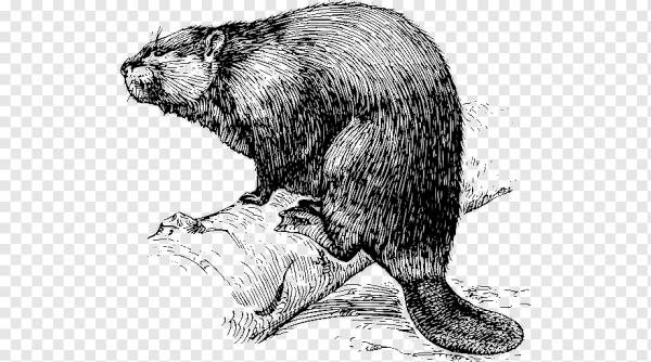 Бобер карандашом