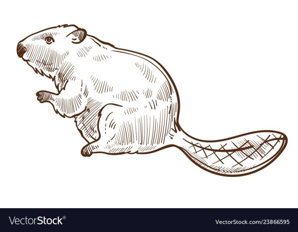 Бобры вектор