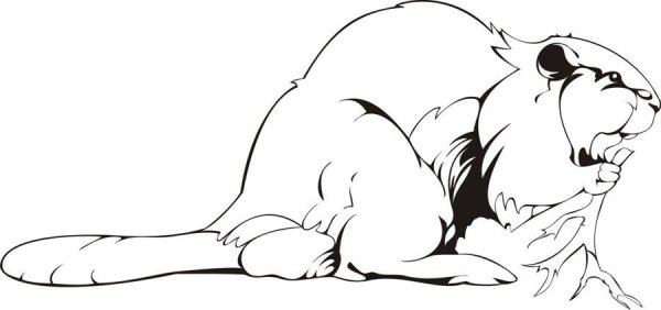 Бобр рисунок вектор