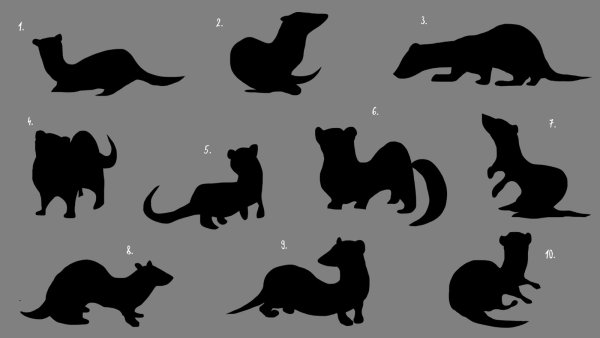 Силуэт хорька