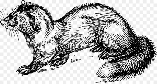 Росомаха куница