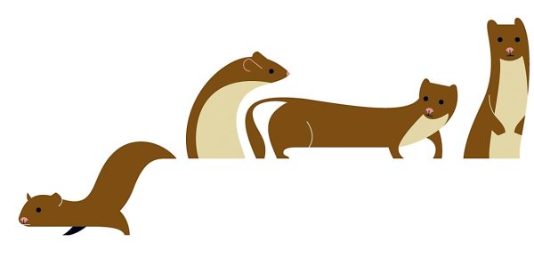 Эмблема хорька