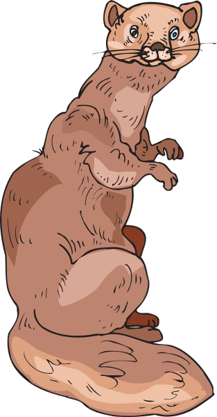 Соболь мультяшный